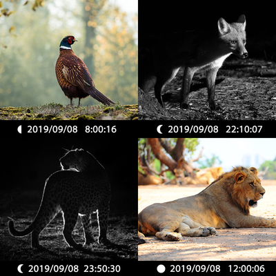 دوربین دو عدسی پنهان KW696 OEM/ODM 0.4s شلیک کننده 1080P/30MP ضد آب IP67 100ft شبانه برای شکار حیوانات وحشی