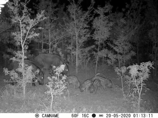 دوربین شکار با دید در شب IP67، پشتیبانی از لنز میکرو 450 میلی‌متری و دوربین‌های شکار HD با فاصله زمانی 1 ثانیه تا 60 دقیقه