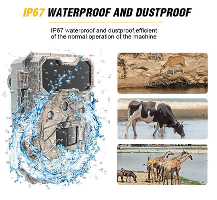 دوربین فعال حرکت حیات وحش