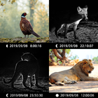 فروش داغ دوربین حیوانات Fast Trigger لنز دوگانه Full HD عکس و فیلم CE FCC ROHS Hunting Trail