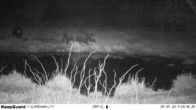 دوربین شکار دیجیتال مادون قرمز Scouting Trail / دوربین های شکارچی در استتار